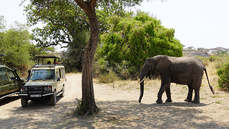 Tarangire, slon